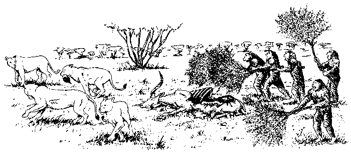 Hominids showing off big cats